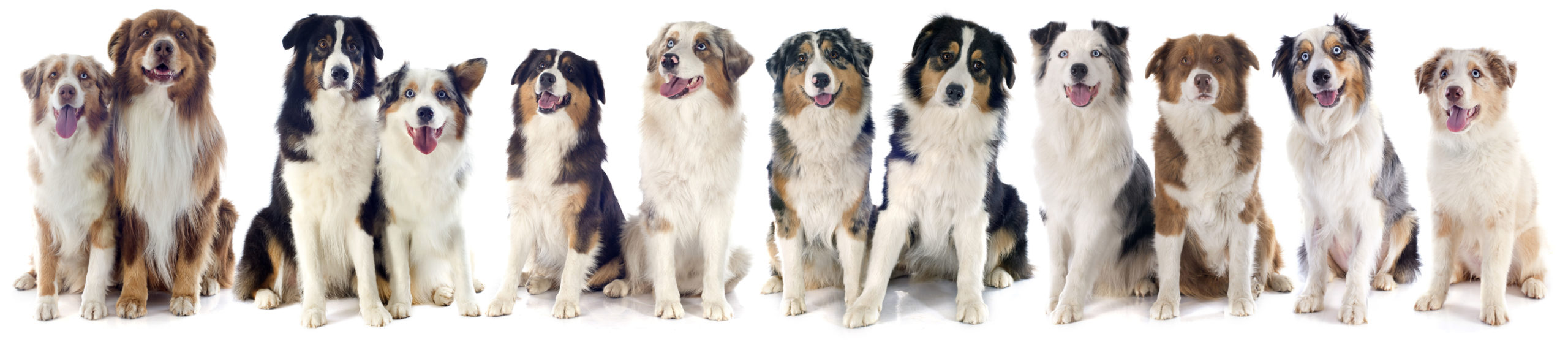 Australian Shepherd